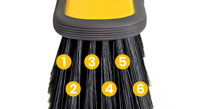 Yellow Broom